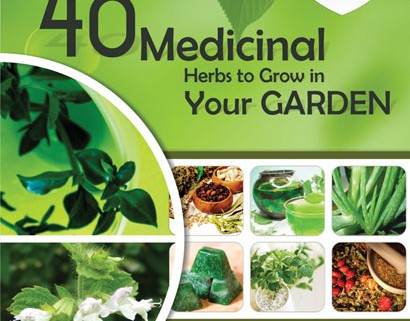 Poket Size Expert 40 medical herbs Flyer Design